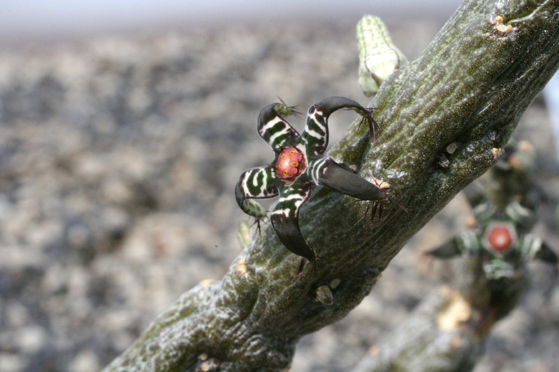 rhytidocaulon ciliatum rh265 9240