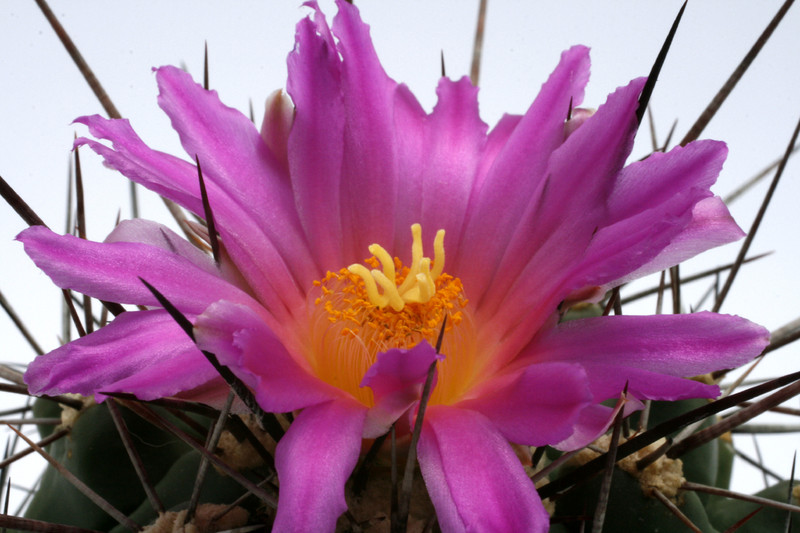 thelocactus freudenbergeri 0457