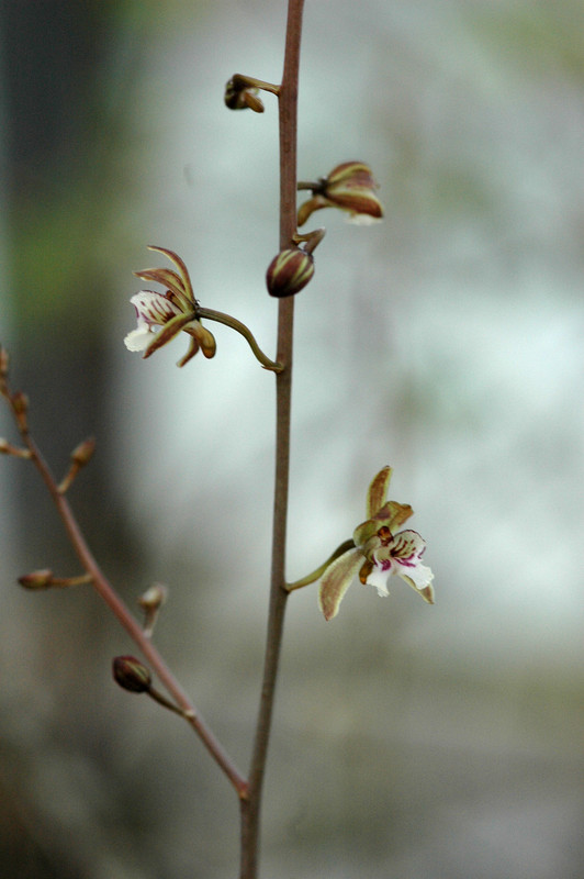 oeceoclades spathulifera 02
