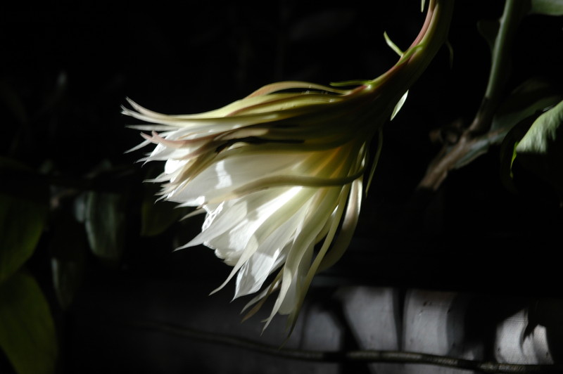 epiphyllum chrysocardium 6592