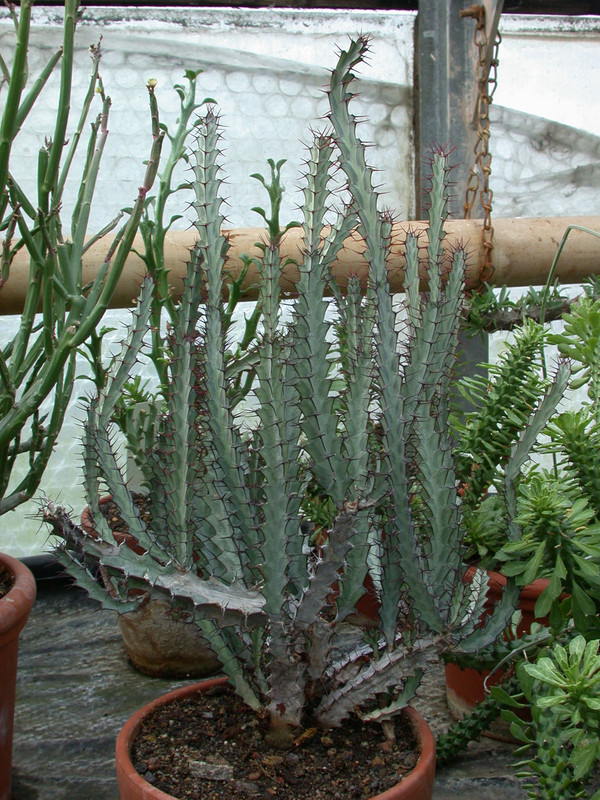euphorbia greenwayi greenwayi
