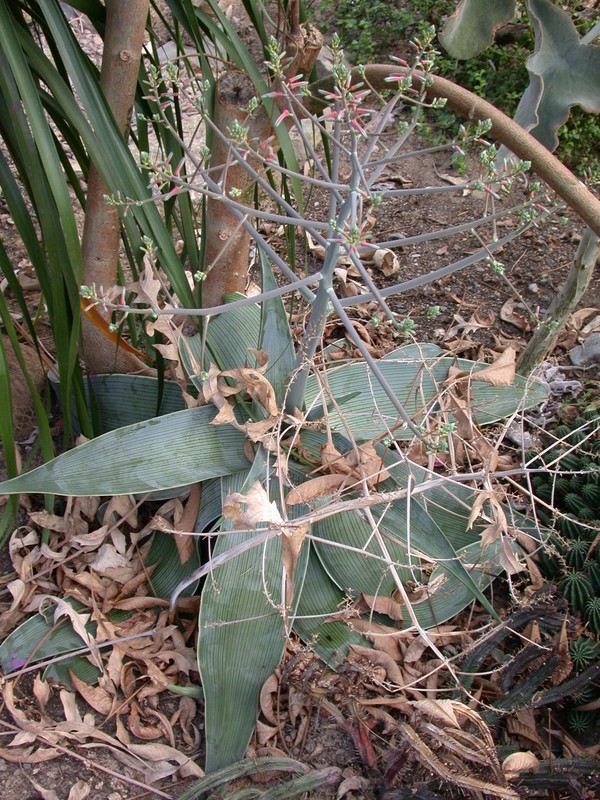 aloe karasbergensis1