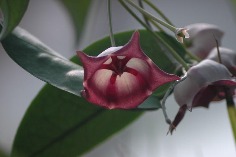 hoya macgillivrayi 726