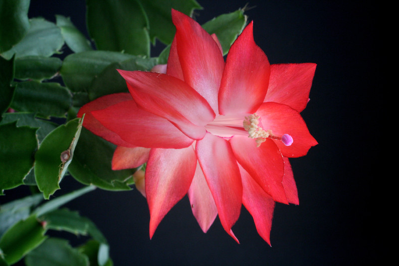 schlumbergera nicolas 5943