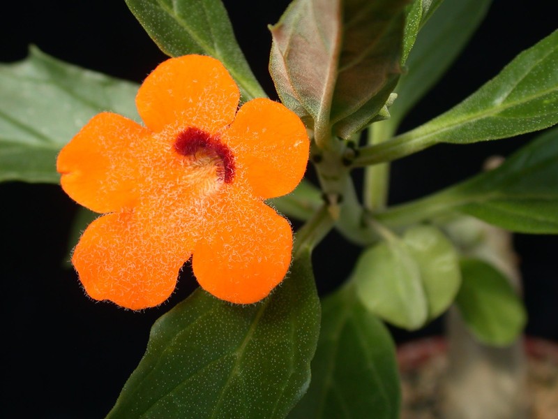 pterodiscus aurantiacus 04