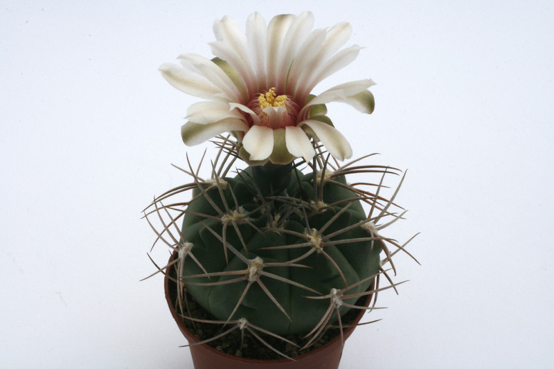 gymnocalycium nigriareolatum densispinum 9929