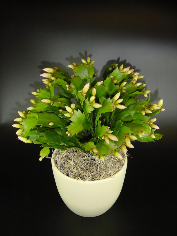 schlumbergera golden dancer 02