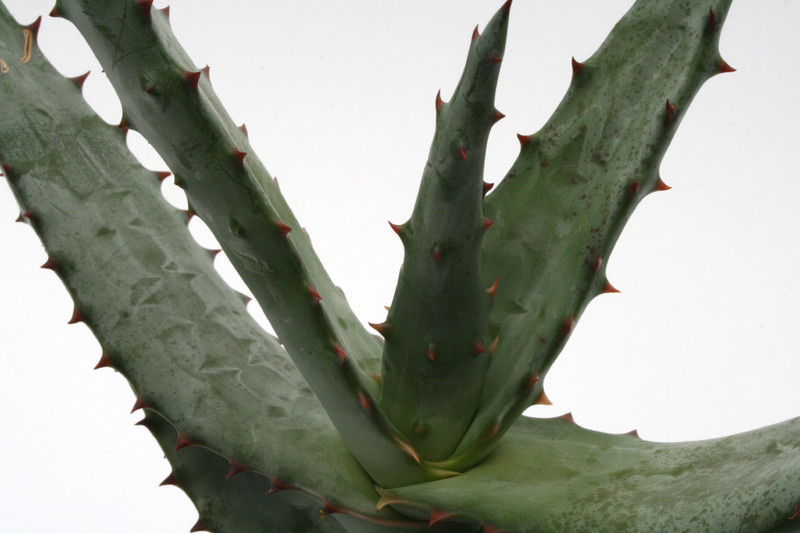 aloe ferox 6696