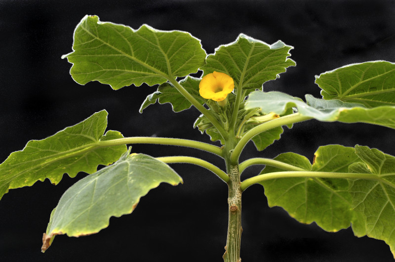uncarina roeoesliana 12