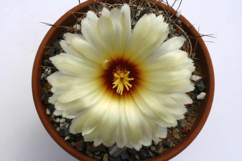 astrophytum capricorne minor sierra chiffron 9832