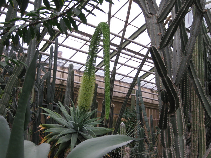 agave attenuata 001
