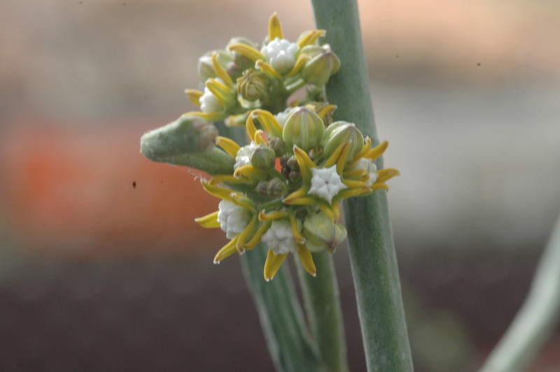 cynanchium perrieri 1068