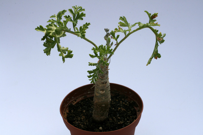 pelargonium carnosum 8078