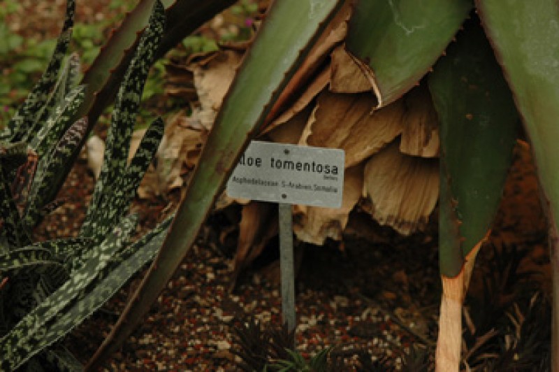 aloe tomentosa 02