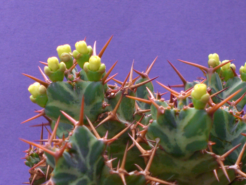 euphorbia mkuziensis 2244