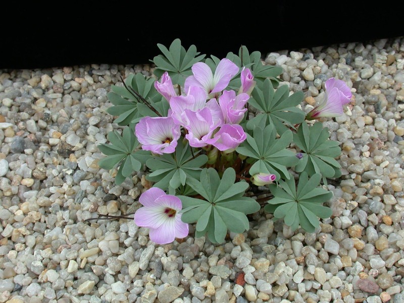 oxalis adenophylla1