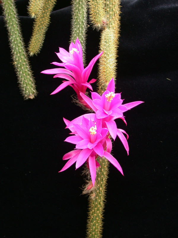 aporocactus flagelliformis02