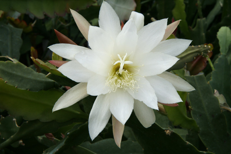 eh snowflake 8960 8844