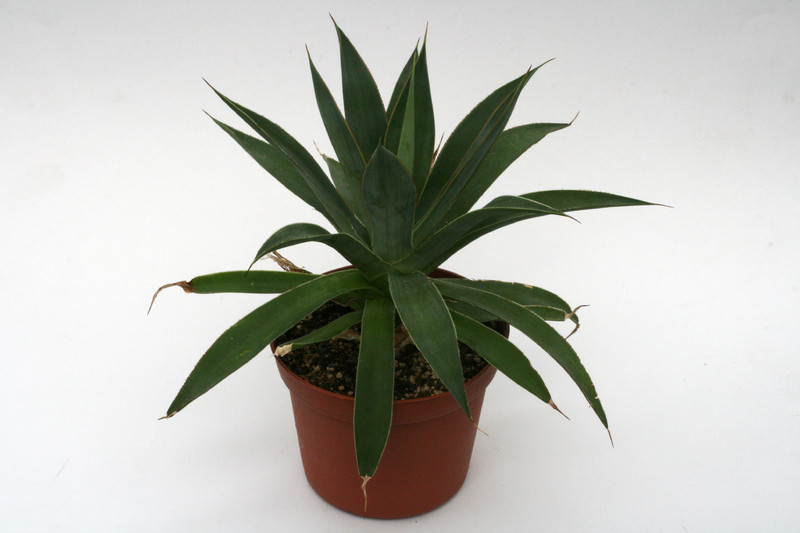 agave attenuata serulata 0051