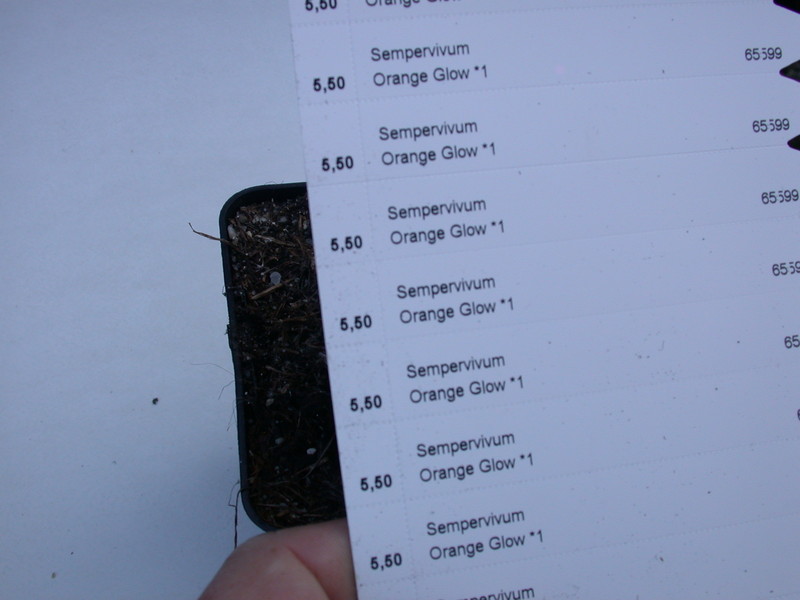 sempervivum orange glow 5736