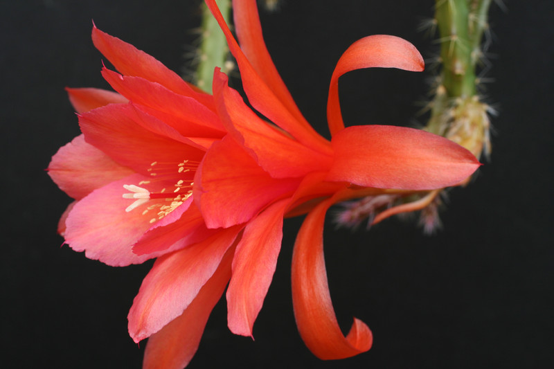 aporocactus nayla 1158