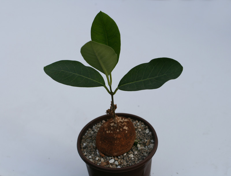 raphionacme angolensis 0178