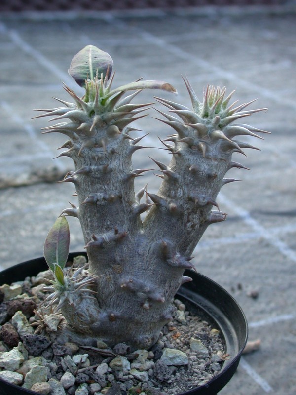 pachypodium rosulatum horombense es0399 03