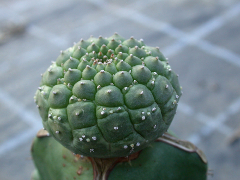 euphorbia gymnocalyciodes es3529 01