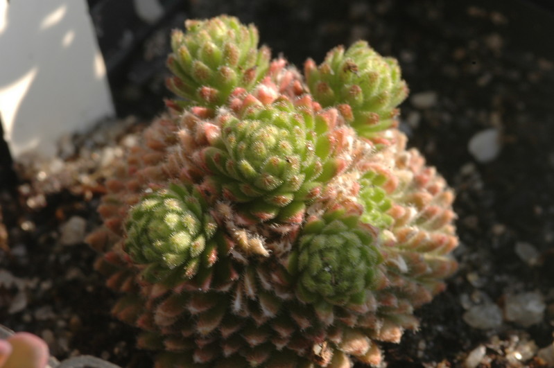 sedum pilosum 1369