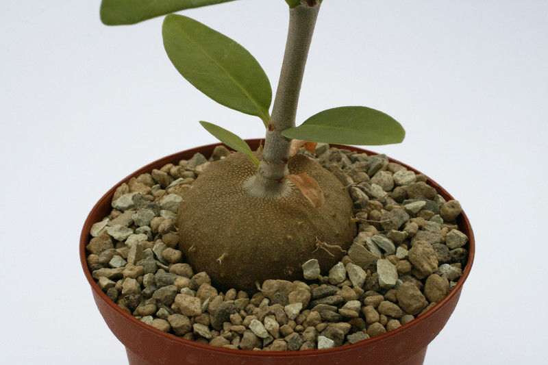 hydnophytum formicarium 8975
