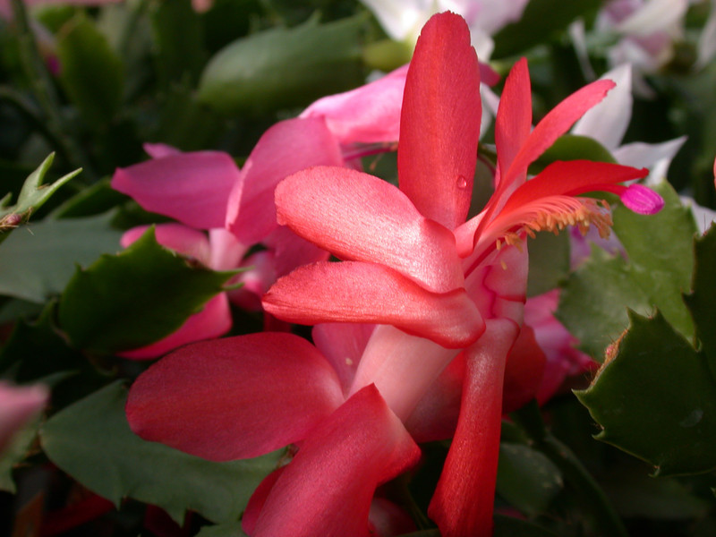 schlumbergera stephanie 05