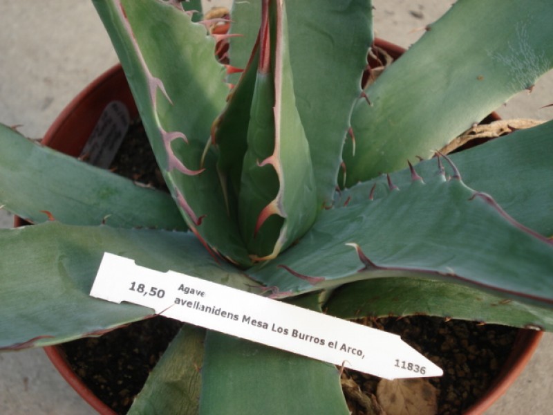 agave avellanidens 4895