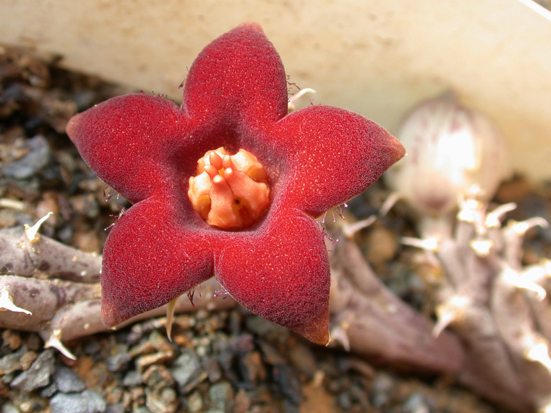 huerinopsis decipiens karoo 03