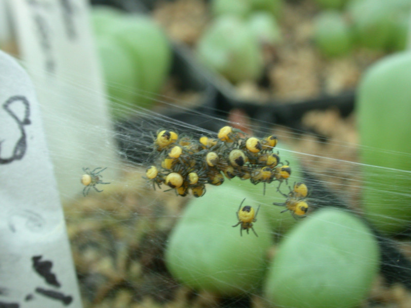 conophytum spinnen 04