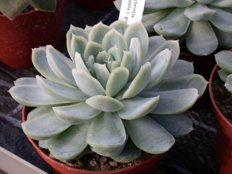 echeveria pumila glauca