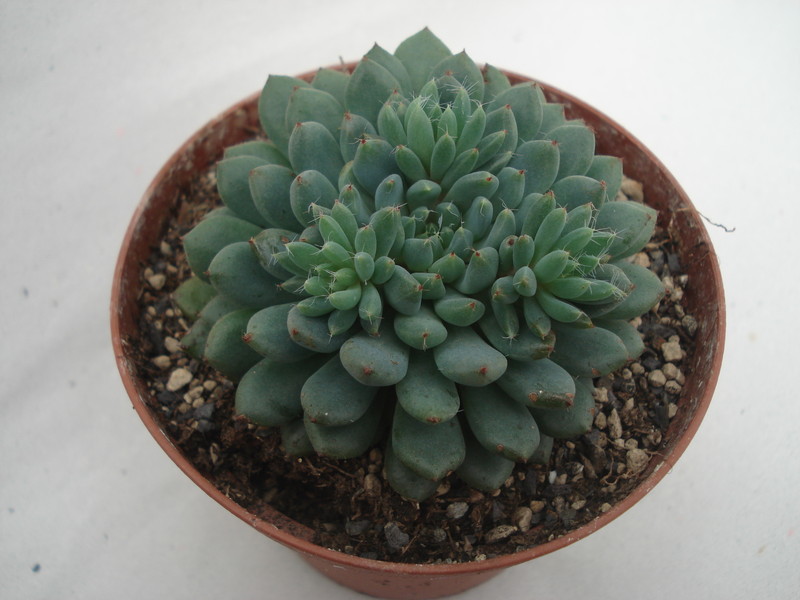 echeveria rondelii 8320