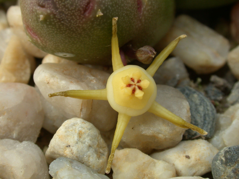 duvalia parviflora07