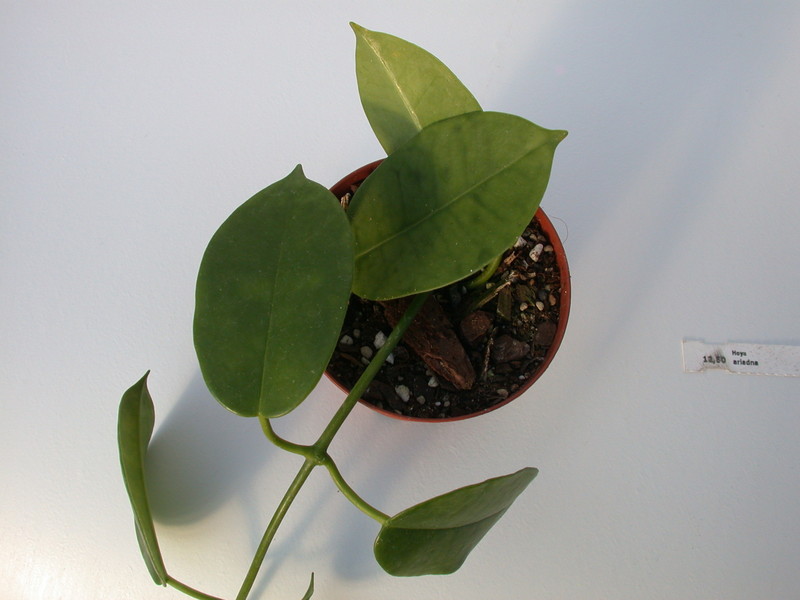 hoya ariadna 1389