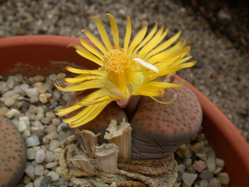 lithops fulviceps 07