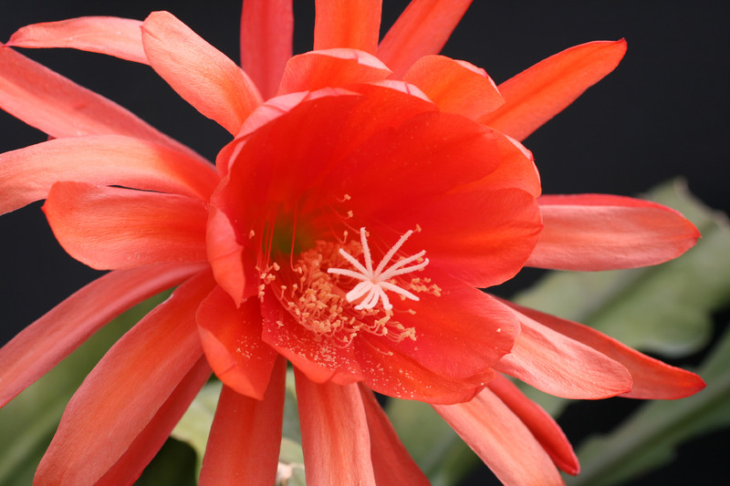 eh ackermannii hybride 5030 1104