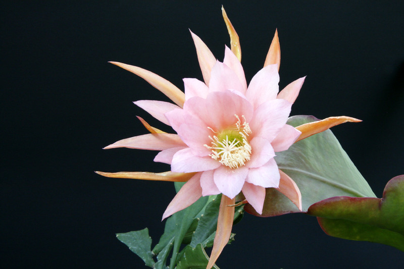 eh blushing star 5369 5127