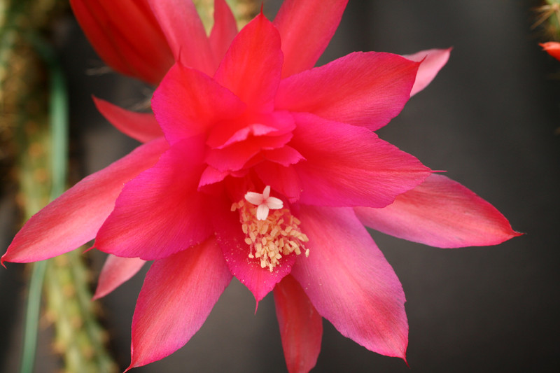 aporocactus susan 0122