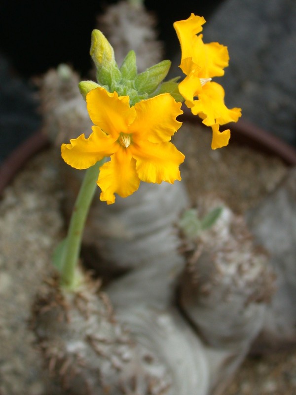 pachypodium densiflorum itremo 03