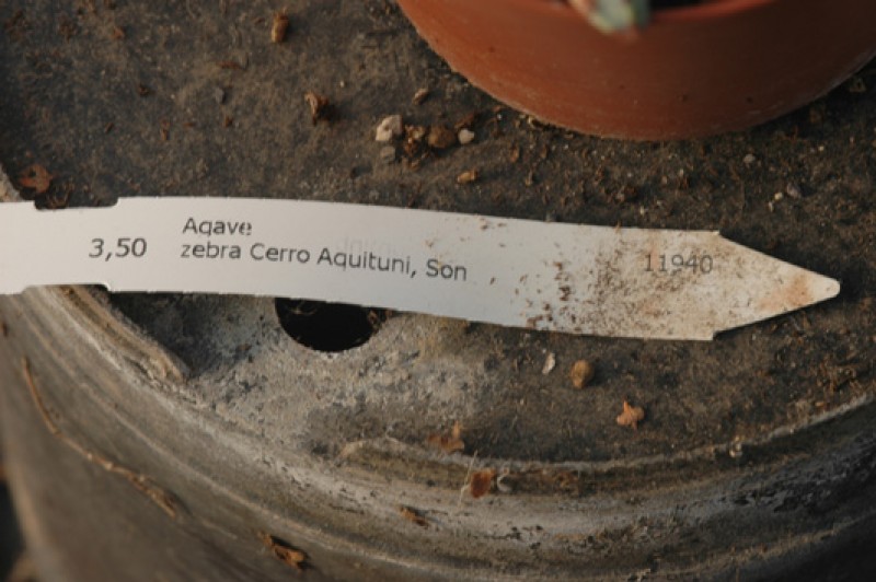 agave zebra cerro aquituni 8445