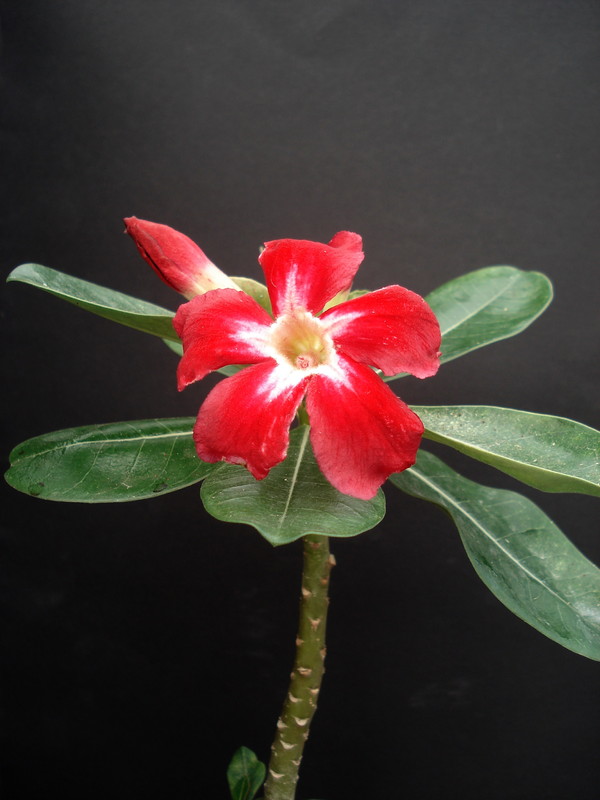 adenium us star 04