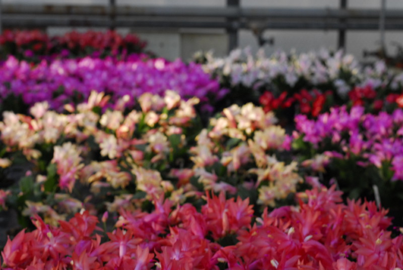 schlumbergera sorten 10010