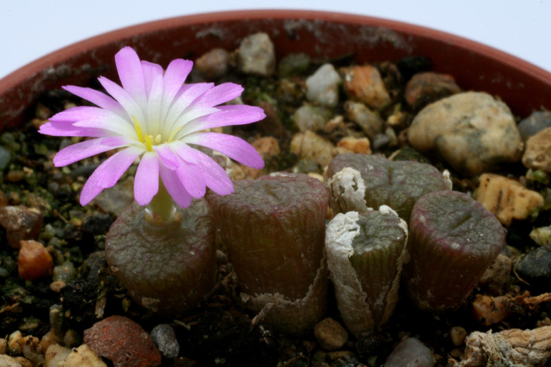 conophytum ectypum brownii ratelpoort 2783