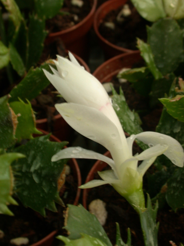 schlumbergera thor britta06
