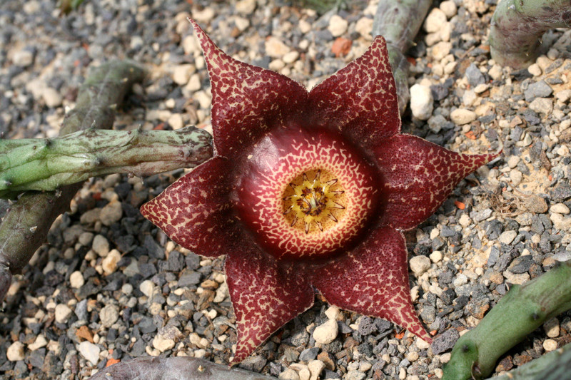 stapelia hardyi 9622
