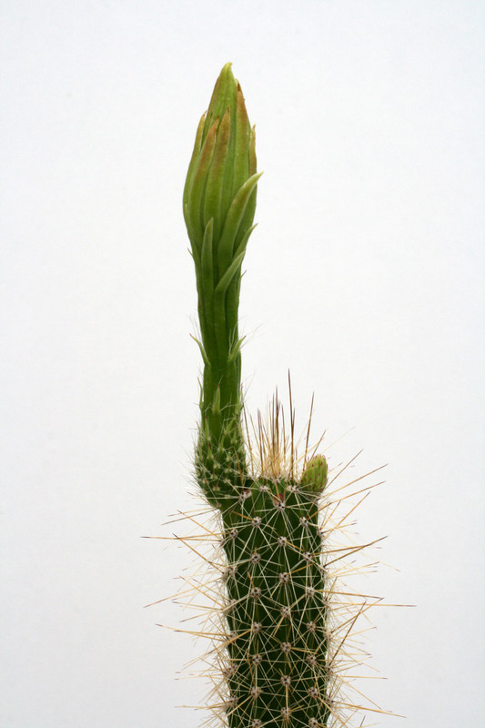 nytocereus serpentinus 3621